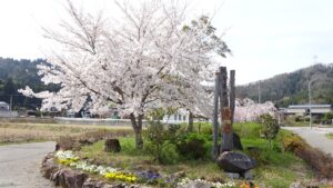 須恵器の里に咲く桜