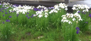 須恵器の里に咲く菖蒲の花