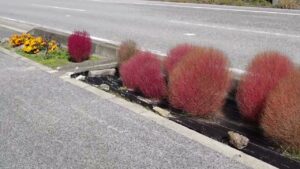 沿道に植えられたコキアの秋　動画