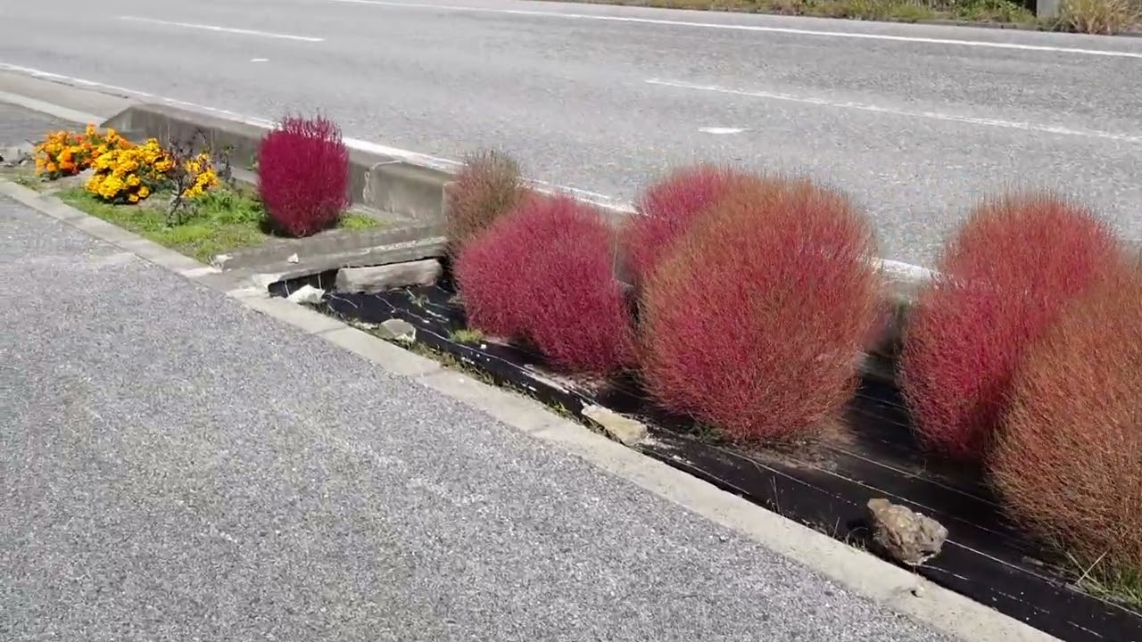 沿道に植えられたコキアの秋　動画