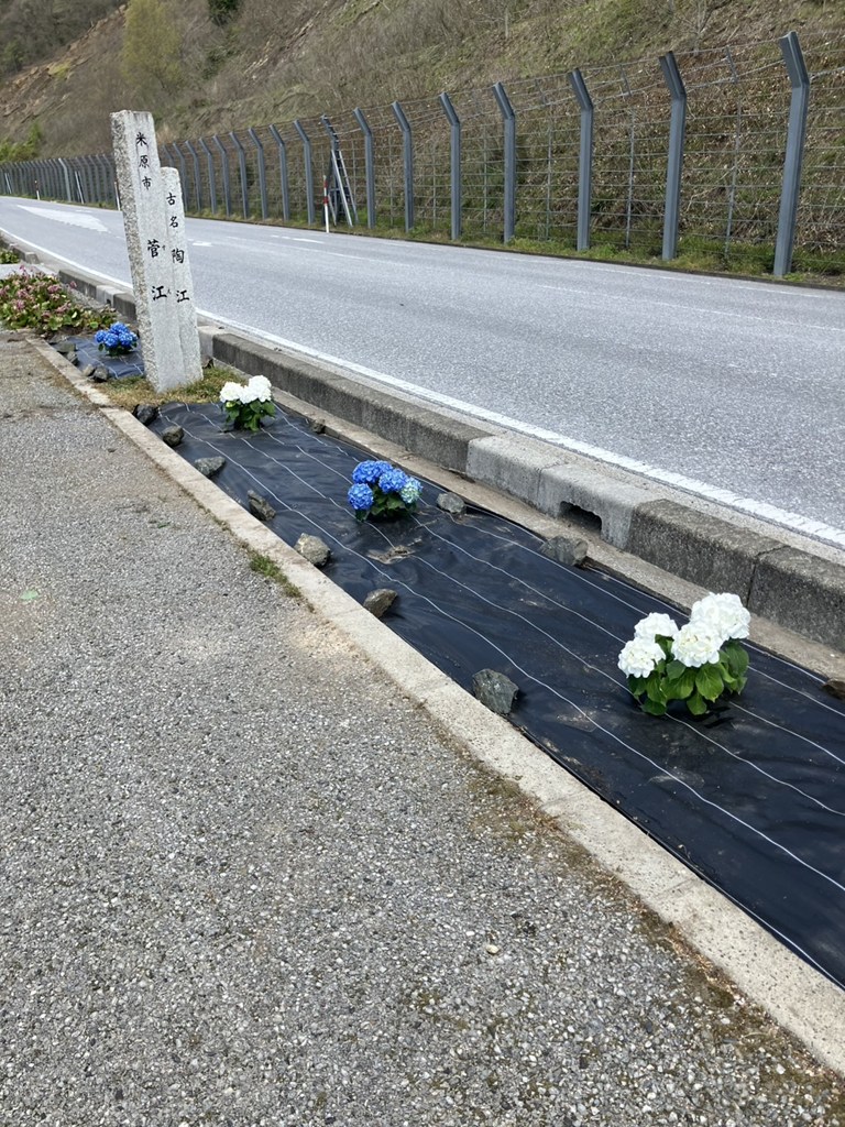 県道沿いに植えられたアジサイ