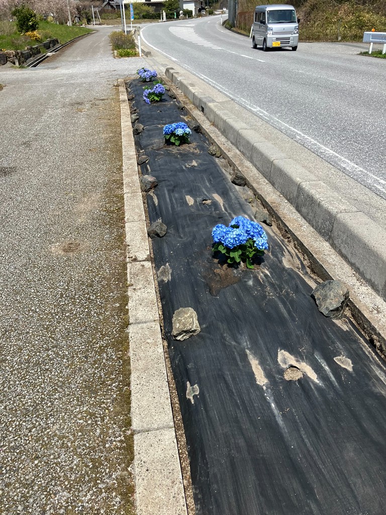 県道沿いに植えられたアジサイ