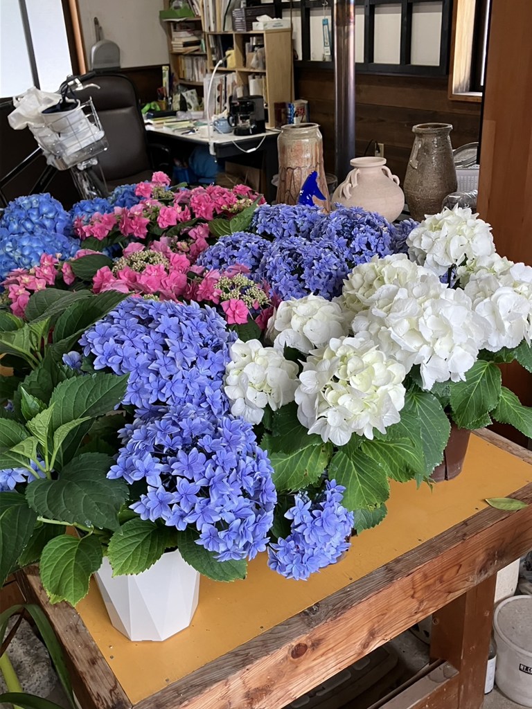 沿道にアジサイを定植