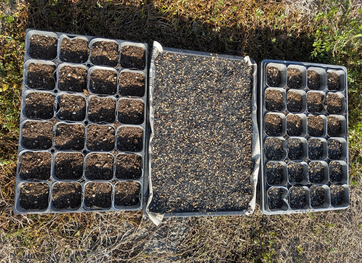 コキアの播種から苗づくり2026年