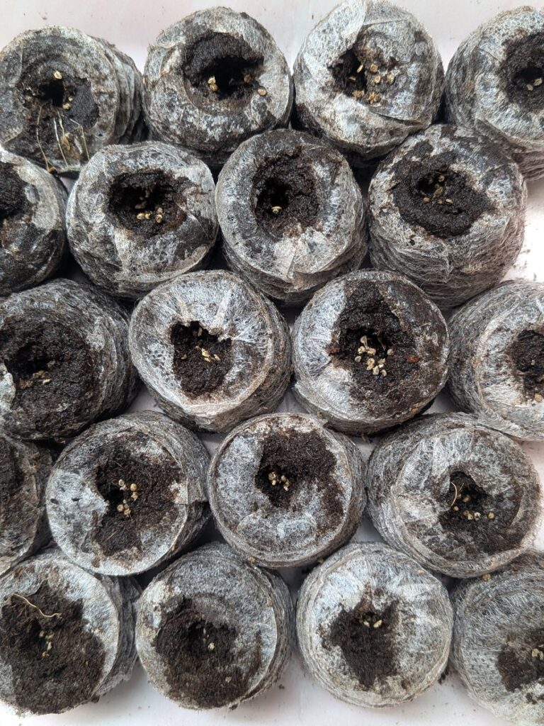 中央に種を落とし、軽く覆土した状態