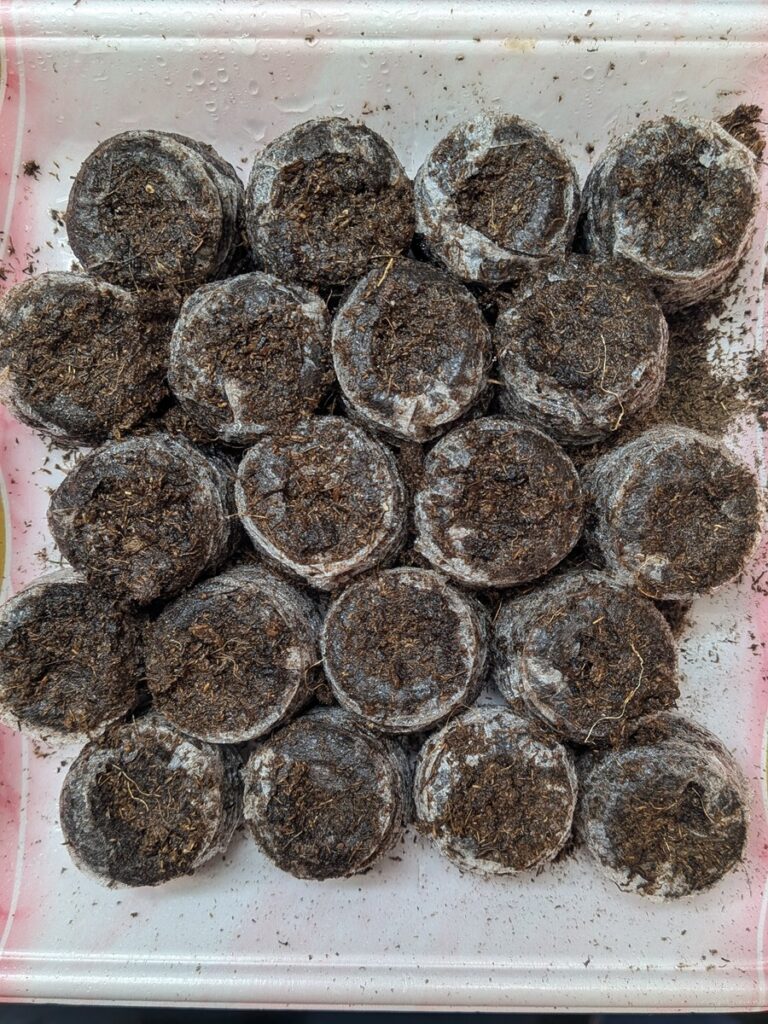 軽く覆土した状態のフィーセブン