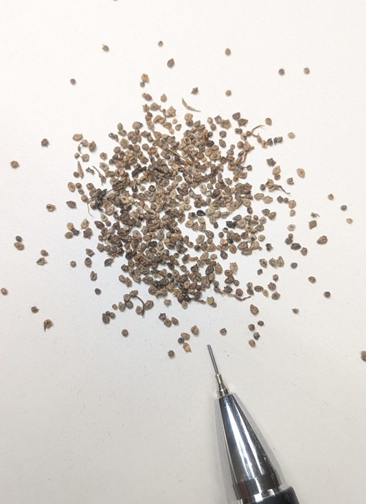 コキアの種まきジフィーセブンでコキアの苗づくり